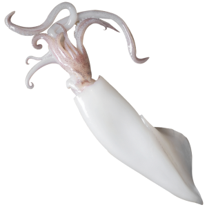 Whole Cleaned Squid