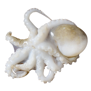Whole Cleaned Baby Octopus