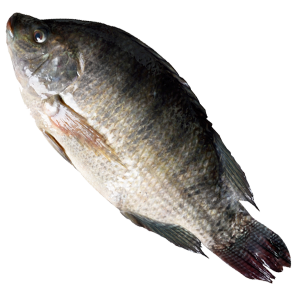 Whole Gutted, Gilled and Scaled Tilapia Fish (WGGS)